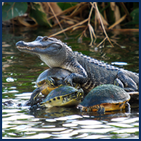 Alligator with Turtles 
