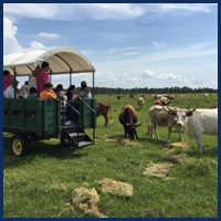 People in a Cart with Cattle 